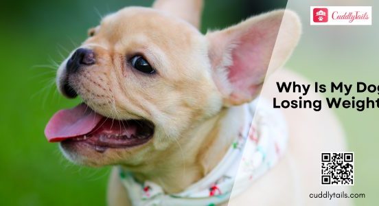 Weight Loss in Dogs