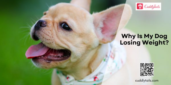 Weight Loss in Dogs