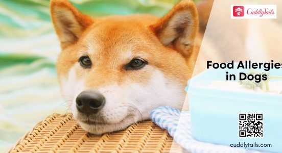 Food Allergies in Dogs