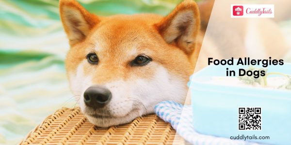 Food Allergies in Dogs