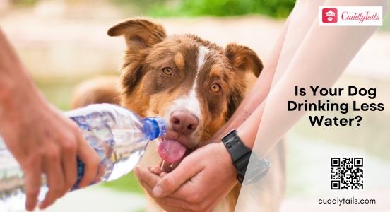 Dog Drinking Less Water
