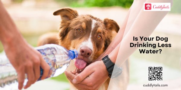 Dog Drinking Less Water