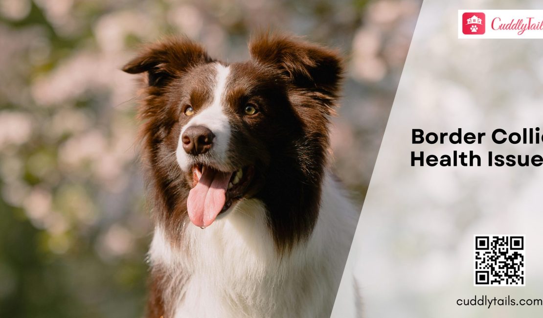 Border Collie Health Issues