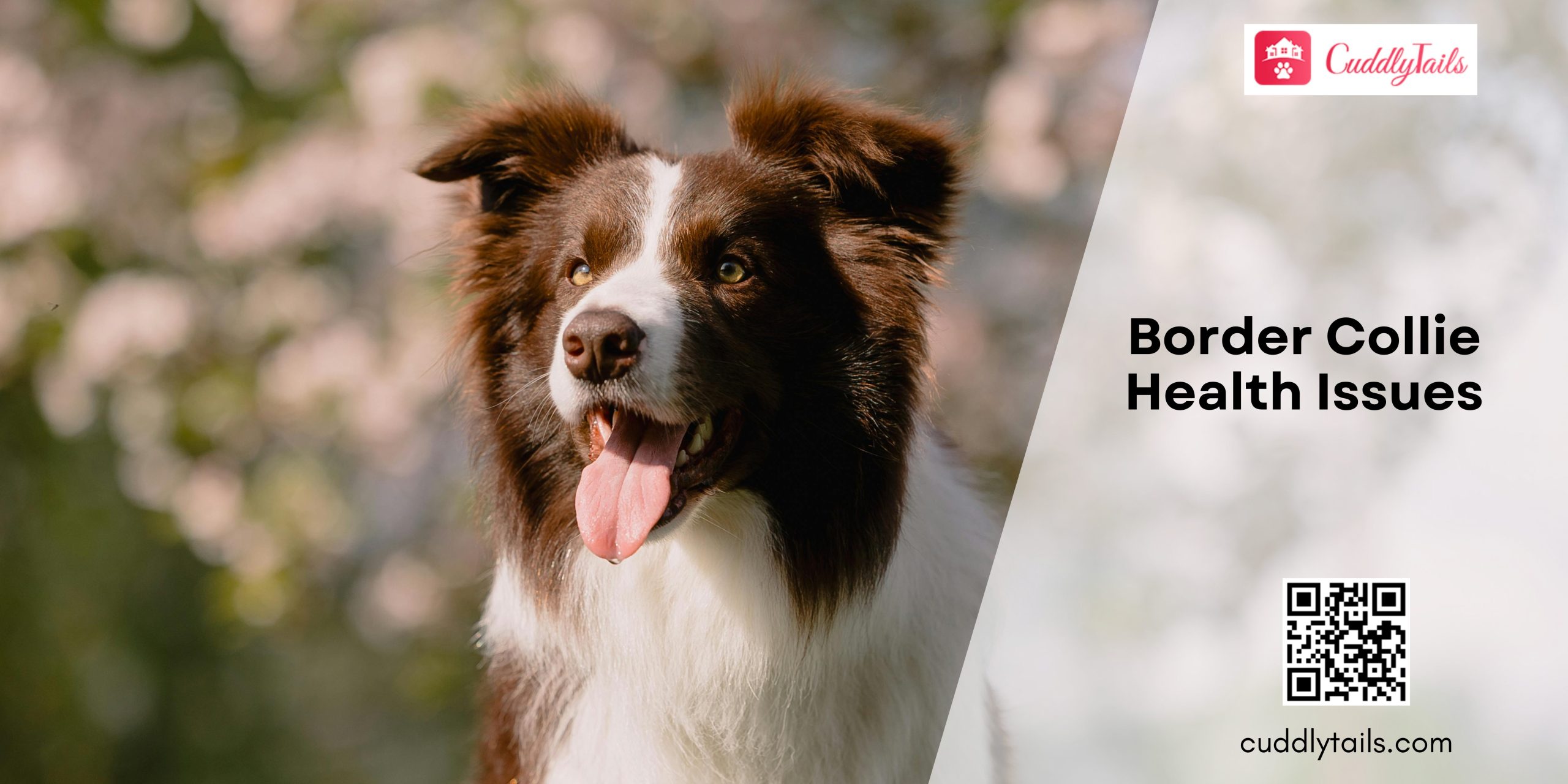 Border Collie Health Issues