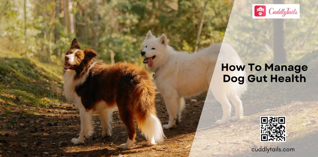 How To Manage Dog Gut Health