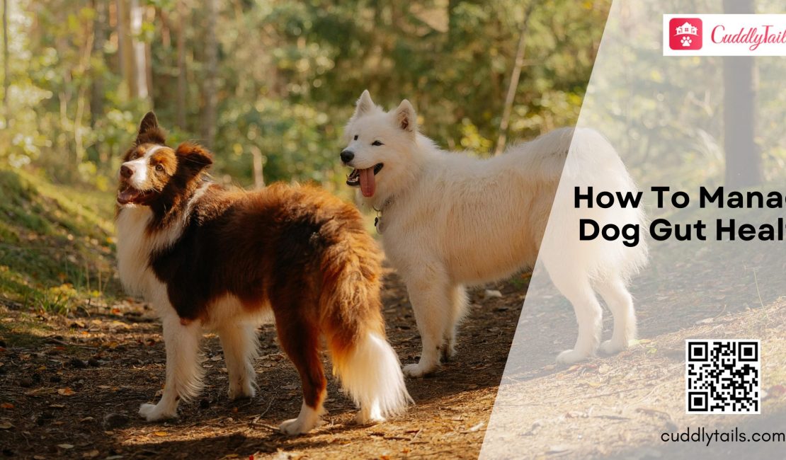 How To Manage Dog Gut Health