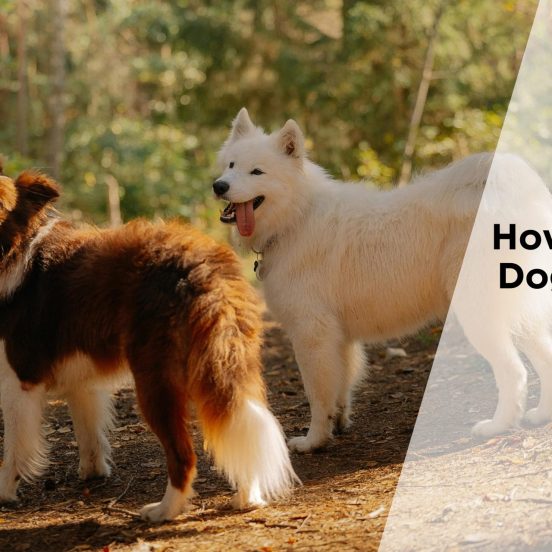 How To Manage Dog Gut Health