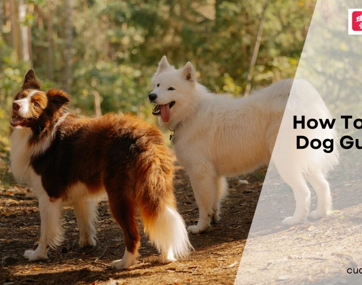 How To Manage Dog Gut Health