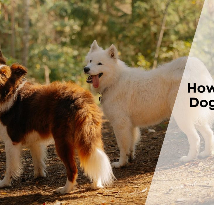 How To Manage Dog Gut Health