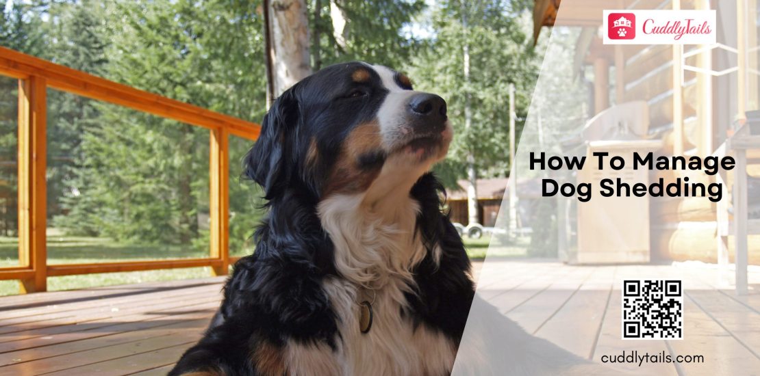 How To Manage Dog Shedding