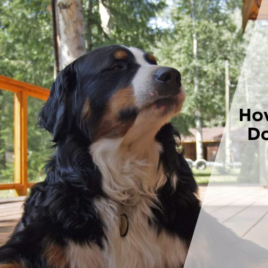 How To Manage Dog Shedding