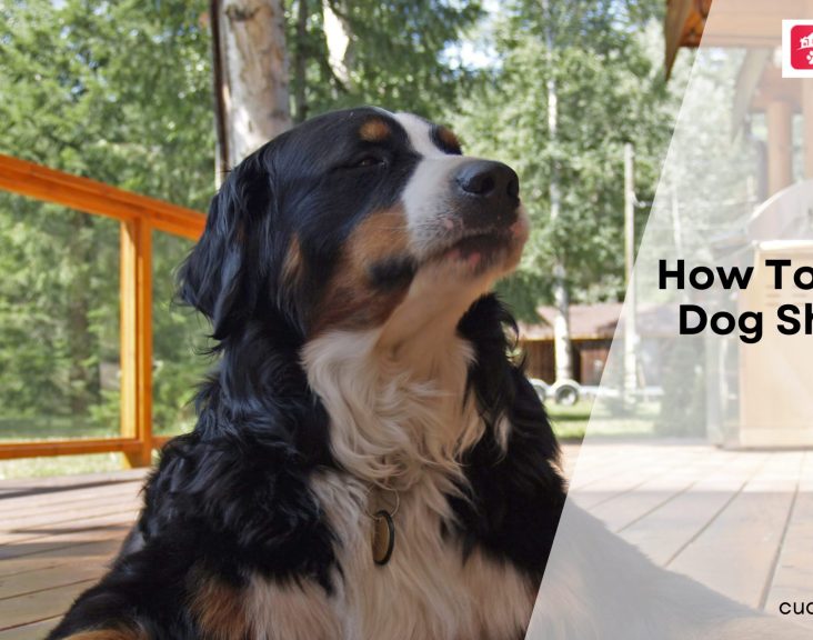 How To Manage Dog Shedding