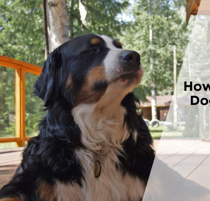 How To Manage Dog Shedding