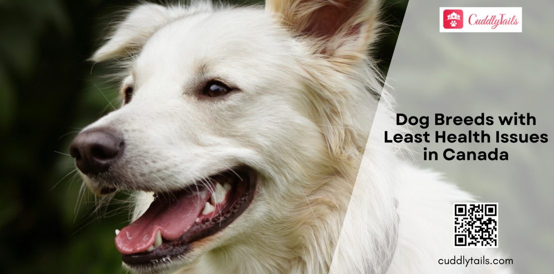 Dog Breeds with Least Health Issues in Canada