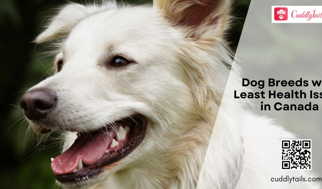 Dog Breeds with Least Health Issues in Canada
