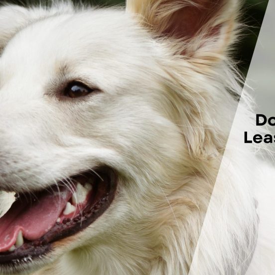 Dog Breeds with Least Health Issues in Canada