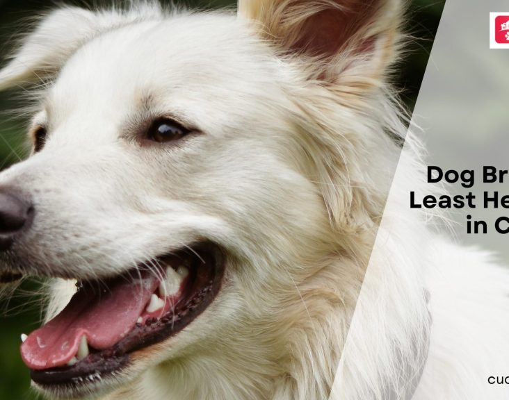 Dog Breeds with Least Health Issues in Canada