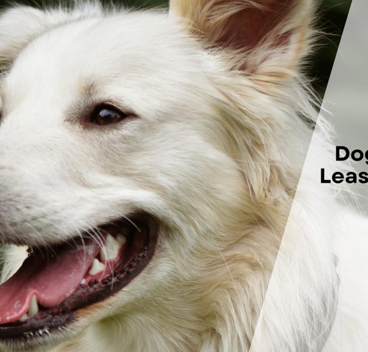 Dog Breeds with Least Health Issues in Canada