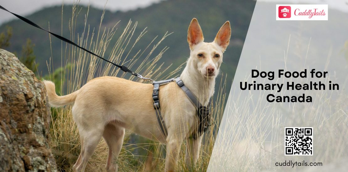 Dog Food for Urinary Health in Canada