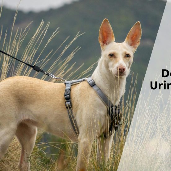 Dog Food for Urinary Health in Canada