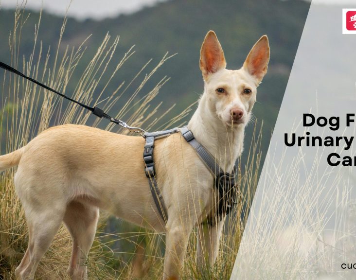 Dog Food for Urinary Health in Canada