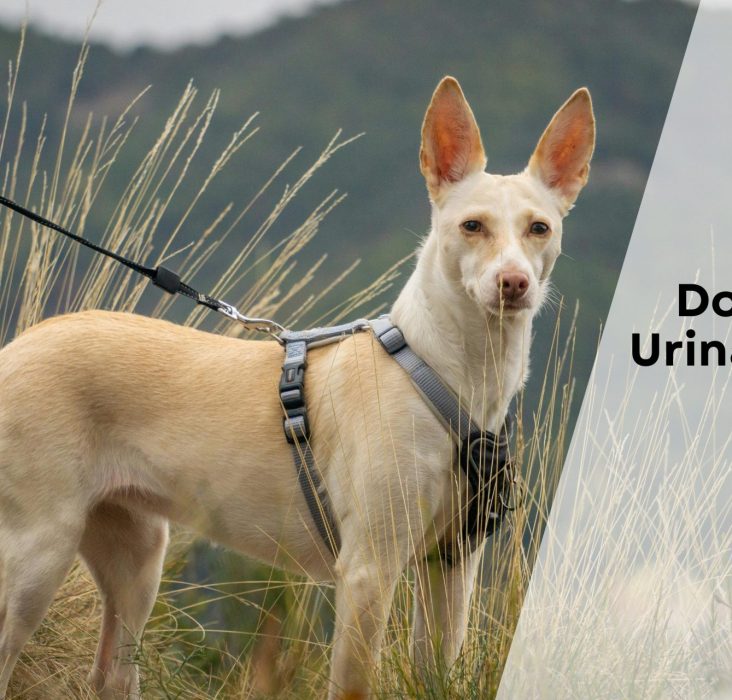 Dog Food for Urinary Health in Canada