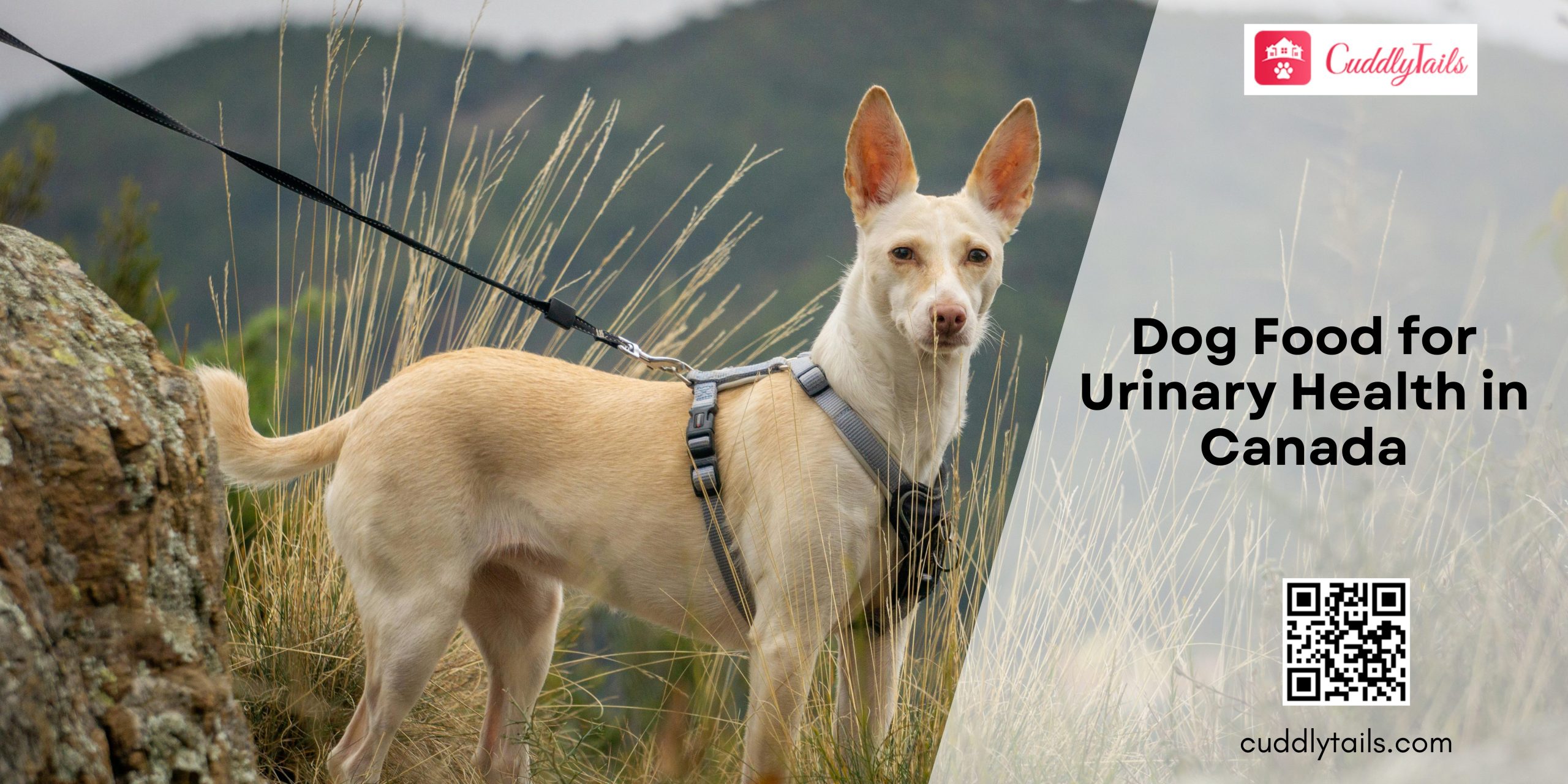 Dog Food for Urinary Health in Canada