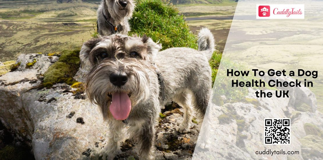 How To Get a Dog Health Check in the UK