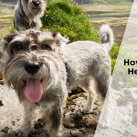 How To Get a Dog Health Check in the UK