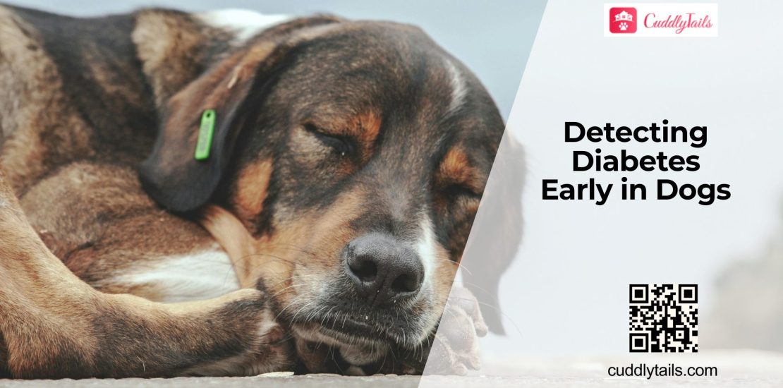 Early Diabetes Signs in Dogs
