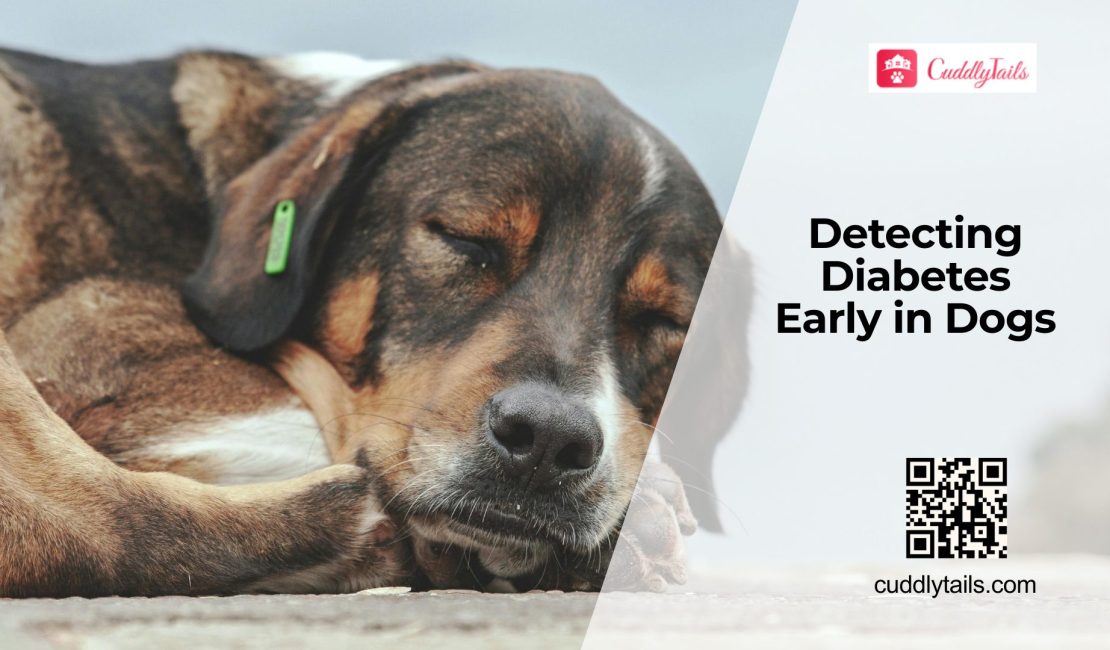 Early Diabetes Signs in Dogs