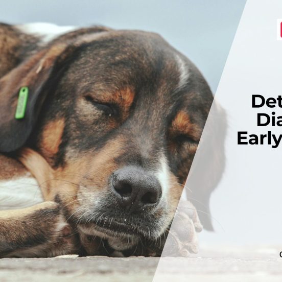Early Diabetes Signs in Dogs