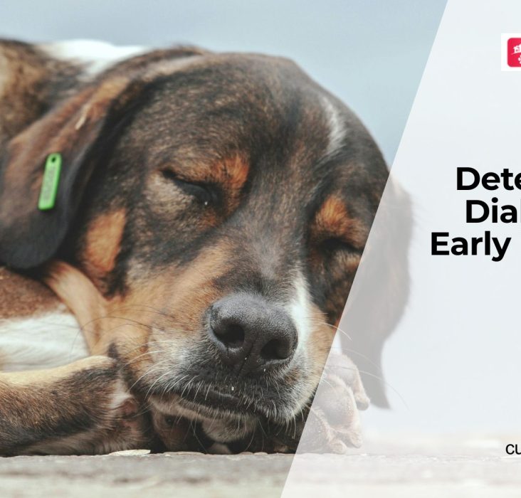Early Diabetes Signs in Dogs