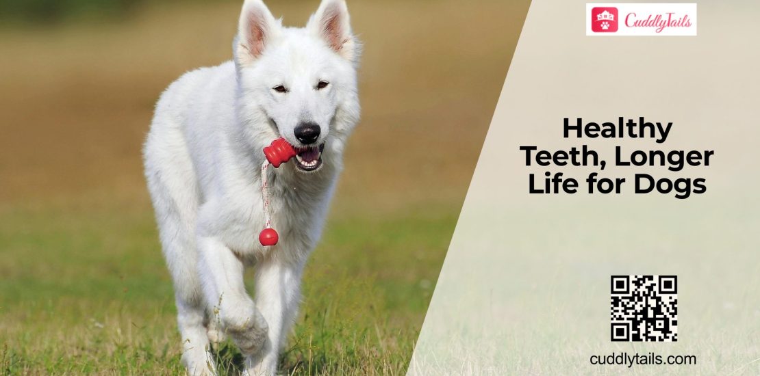 Dental Health and Its Link to Lifespan in Dogs