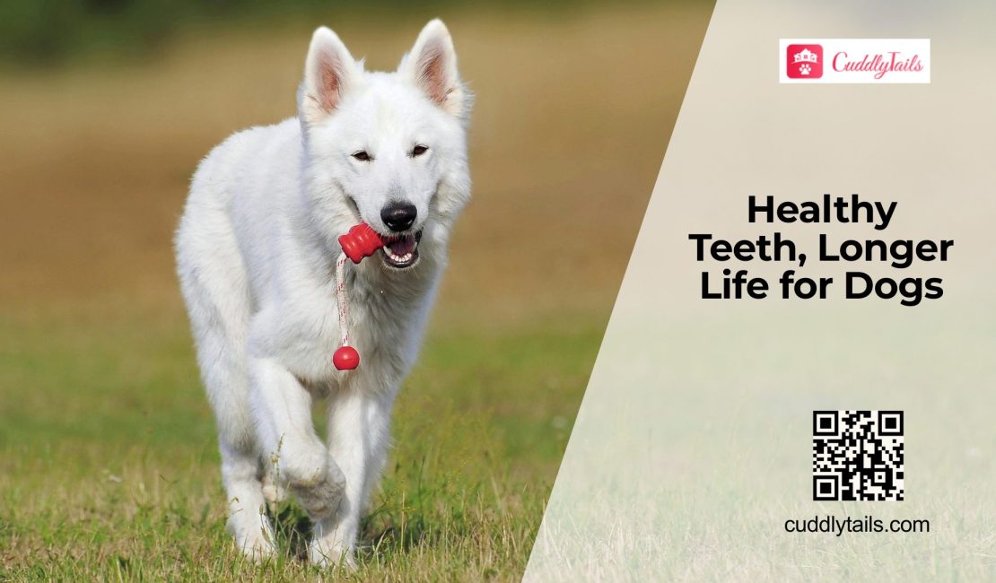 Dental Health and Its Link to Lifespan in Dogs
