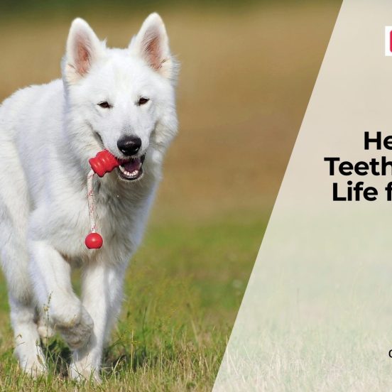 Dental Health and Its Link to Lifespan in Dogs