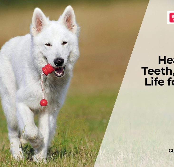 Dental Health and Its Link to Lifespan in Dogs