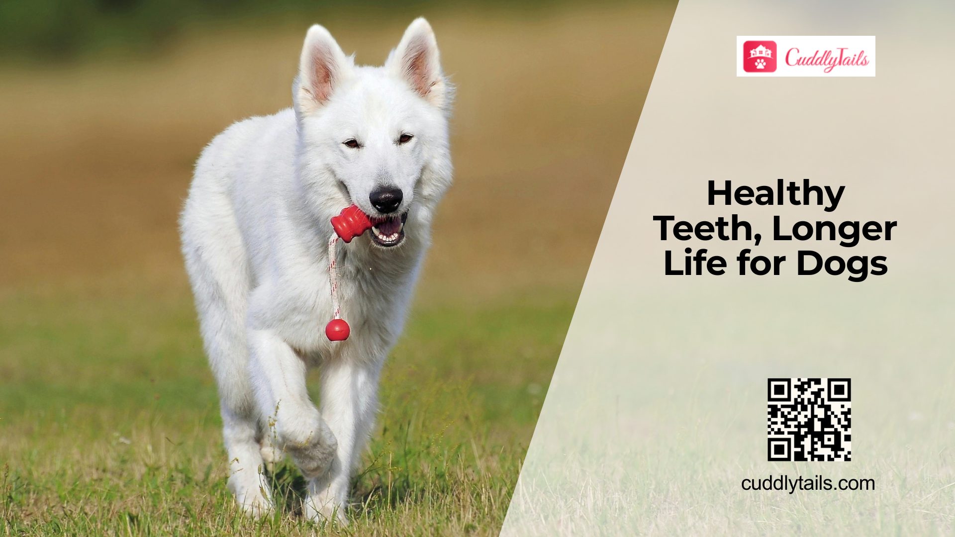 Dental Health and Its Link to Lifespan in Dogs