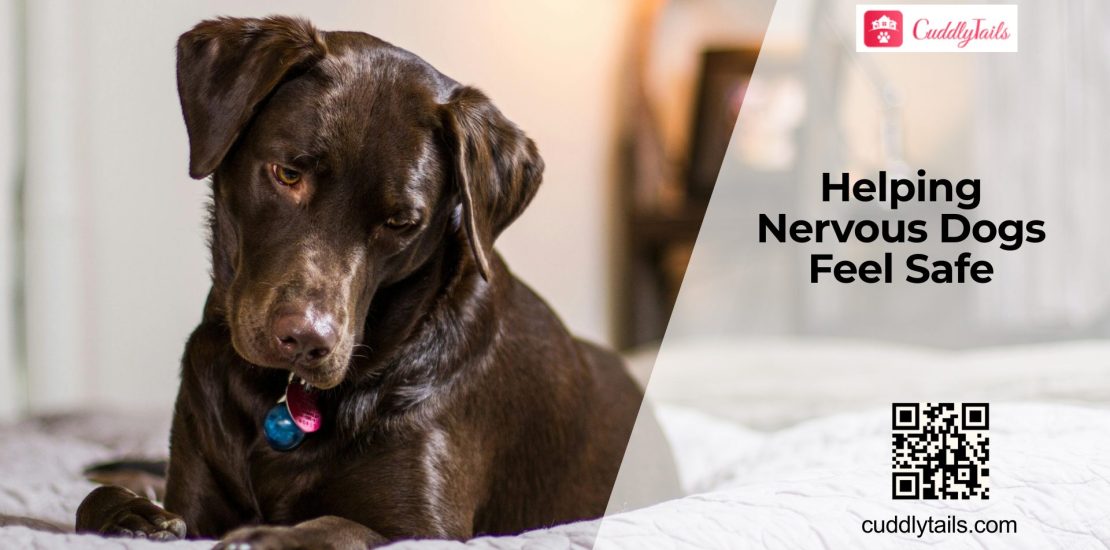 How to Help an Anxious Dog Feel Safe Again