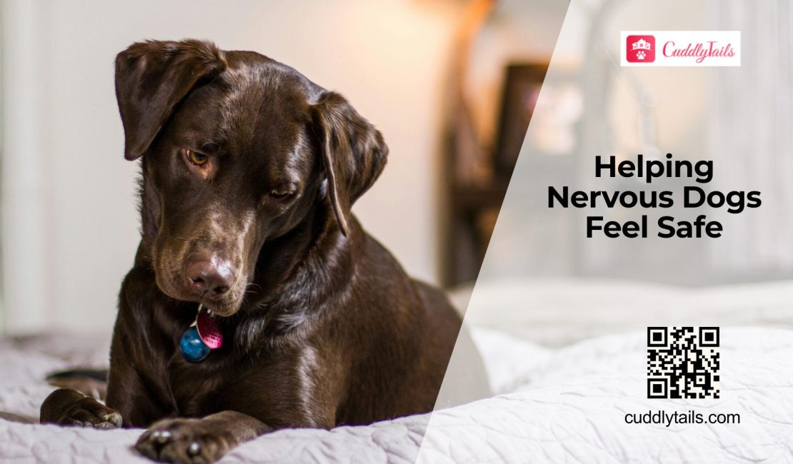 How to Help an Anxious Dog Feel Safe Again