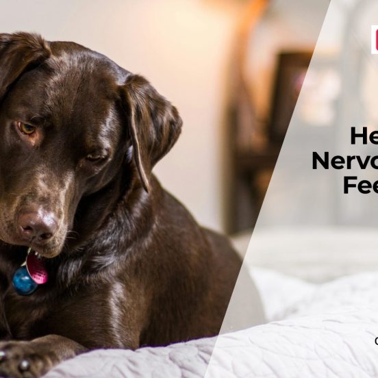 How to Help an Anxious Dog Feel Safe Again