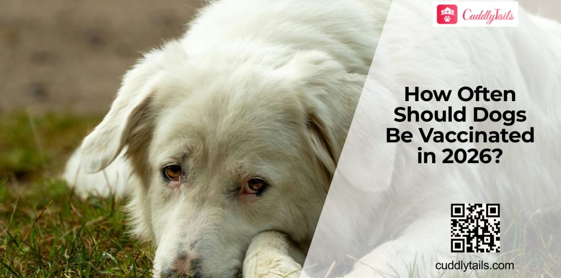 Do Dogs Really Need Annual Vaccines Forever?