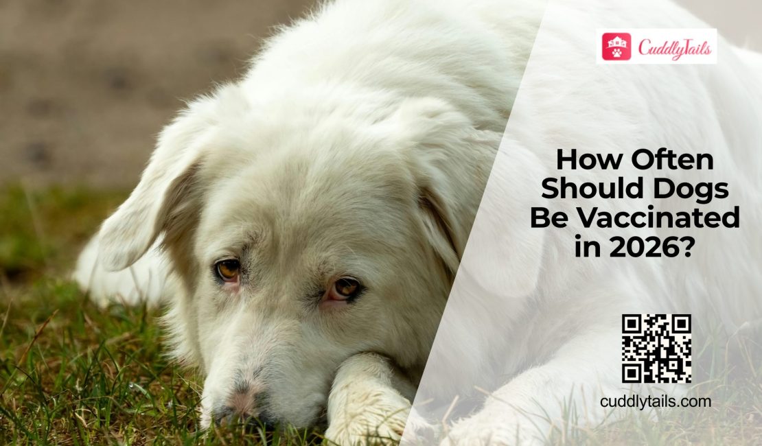 Do Dogs Really Need Annual Vaccines Forever?