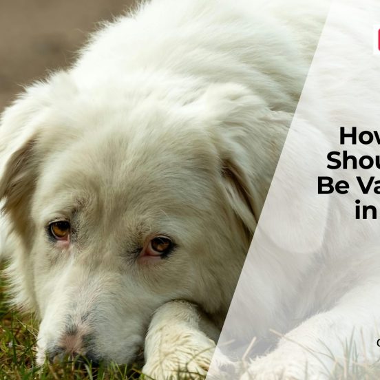 Do Dogs Really Need Annual Vaccines Forever?