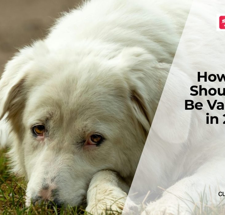 Do Dogs Really Need Annual Vaccines Forever?