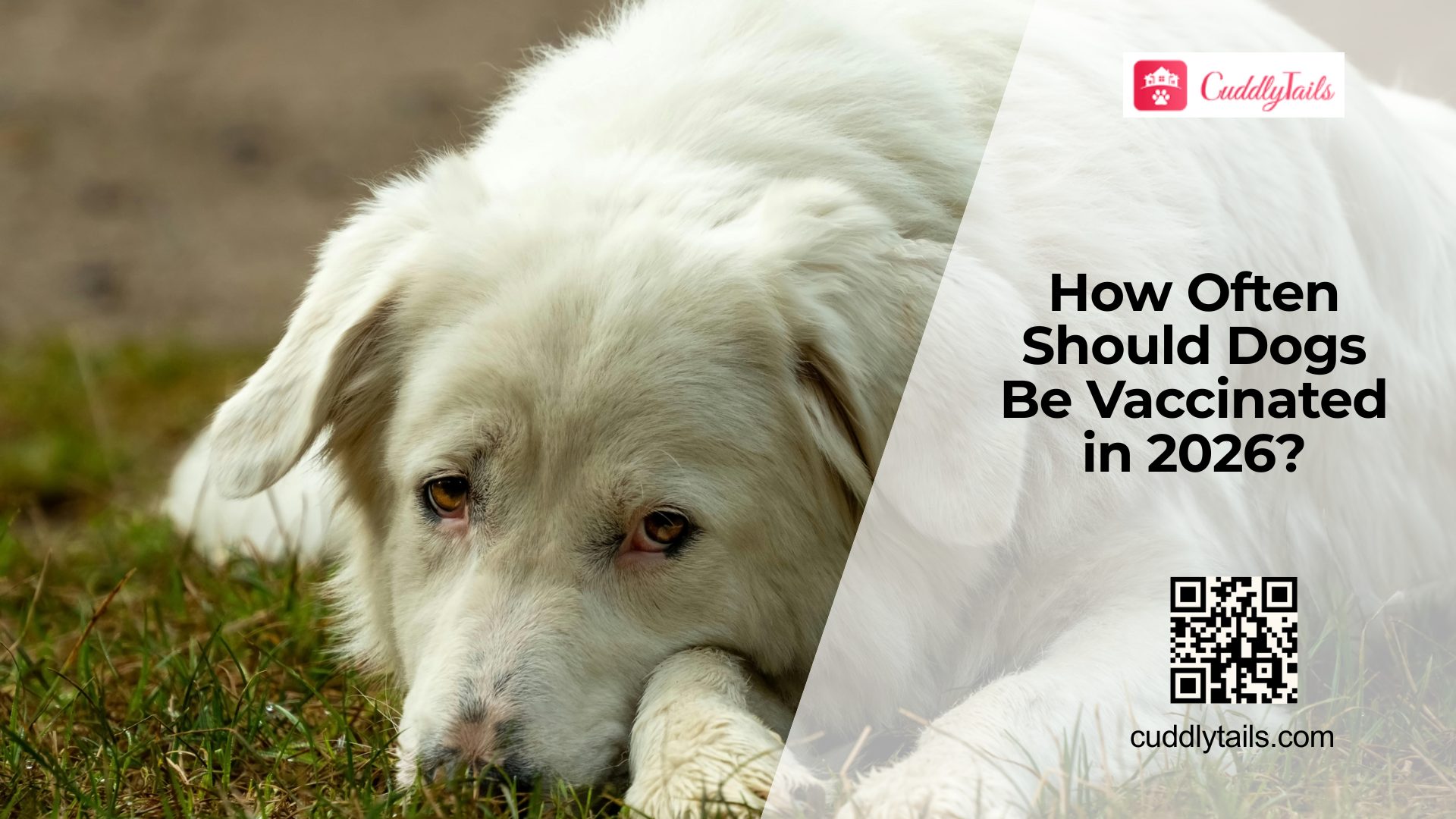 Do Dogs Really Need Annual Vaccines Forever?