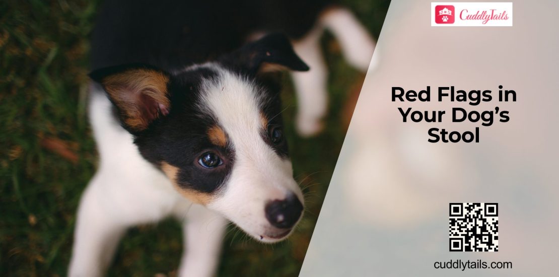 Sudden Diarrhea and Straining in Dogs: Is It Colitis?