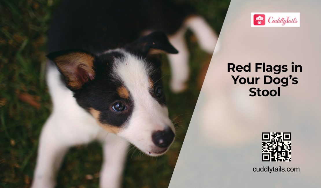 Sudden Diarrhea and Straining in Dogs: Is It Colitis?