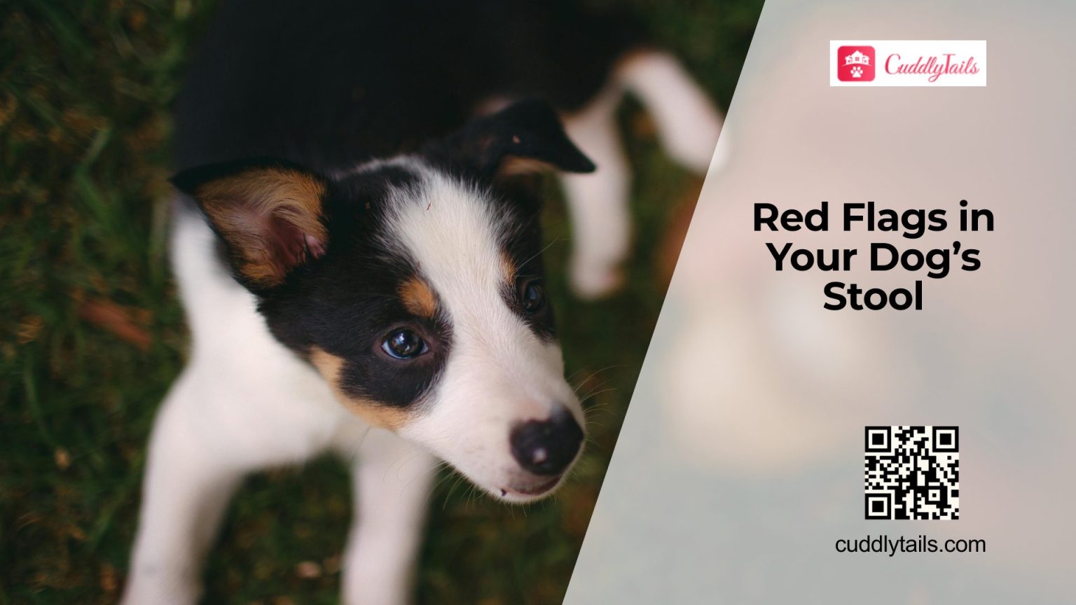 Sudden Diarrhea and Straining in Dogs: Is It Colitis? - Cuddlytails