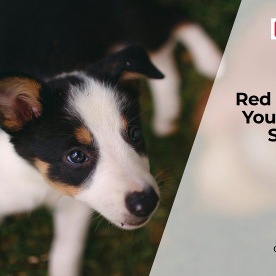 Sudden Diarrhea and Straining in Dogs: Is It Colitis?